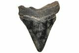 Juvenile Megalodon Tooth - South Carolina #195944-1